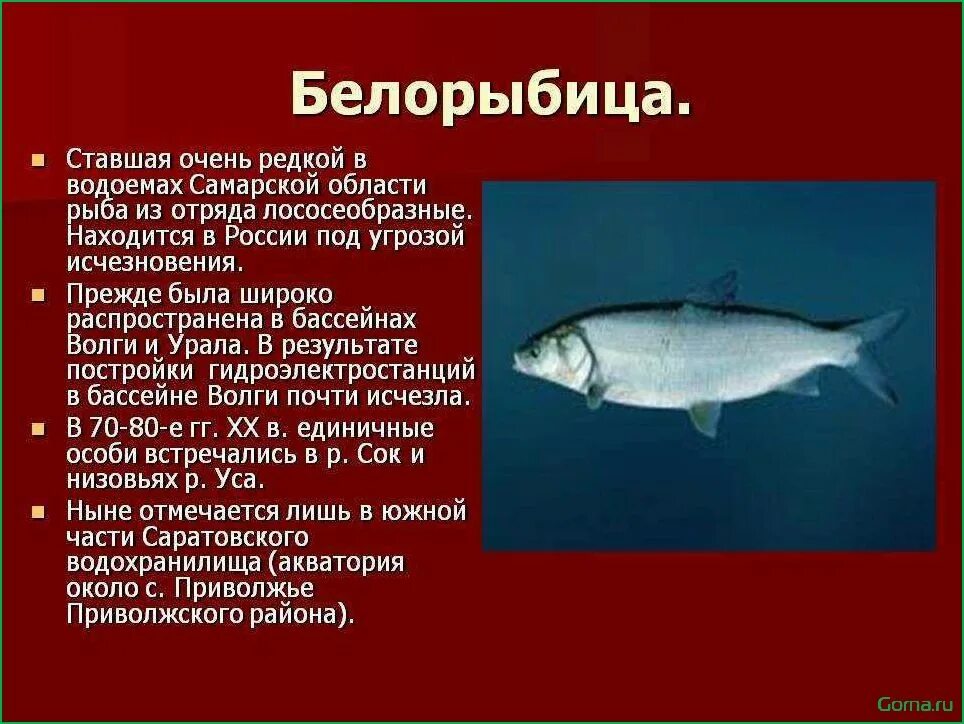 Красная книга рыбы фото и описание Рыба белорыбица описание - найдено 88 картинок