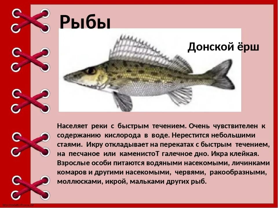 Красная книга рыбы фото и описание Шемая: рыбы из Красной книги России, описание
