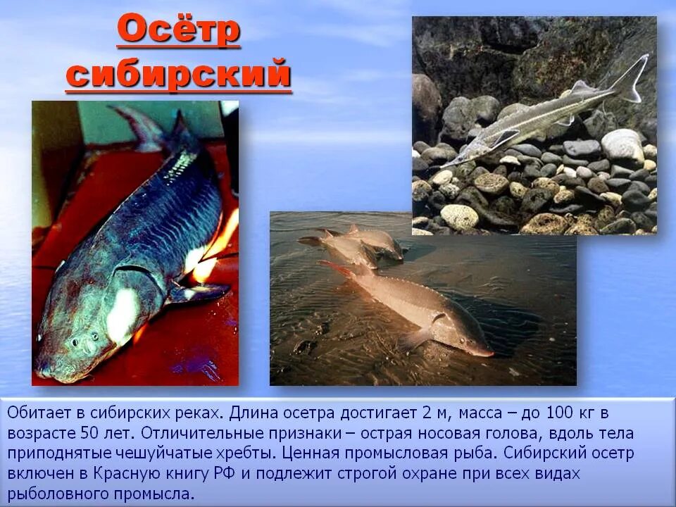 Красная книга рыбы фото и описание Картинки РЫБЫ ЗАПАДНОЙ СИБИРИ