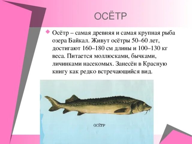Красная книга рыбы фото и описание Проект "Животные Красной книги" Суворова Виталия