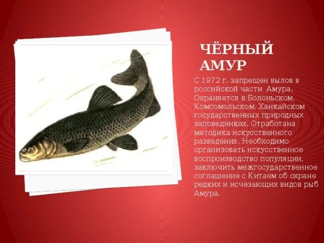 Красная книга рыбы фото и описание Красная книга России (7 класс) - биология, презентации