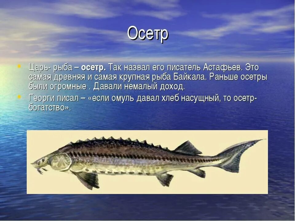 Красная книга рыбы фото и описание Севрюга фото и описание - Каталог рыб, смотреть онлайн