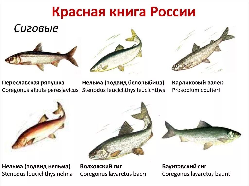 Красная книга рыбы фото и описание Список рыб занесенных в красную книгу россии фото - PwCalc.ru