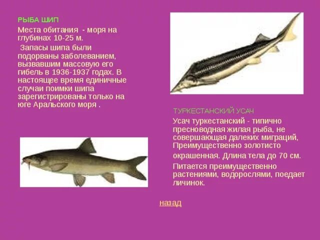 Красная книга рыбы фото и описание Разработка урока по познанию мира "Красная книга Казахстана" (4 класс)