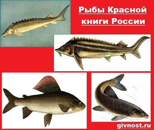 Красная книга рыбы фото и описание Перейти на страницу с картинкой