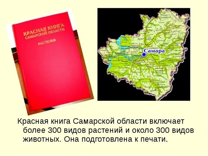 Красная книга самарской области фото Проект учащегося "Насекомые Самарской области, занесенные в Красную книгу"