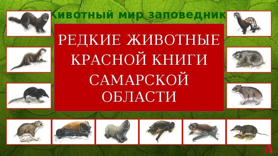 Красная книга самарской области фото Классный час - путешествие "Заповедные места Самарского региона"