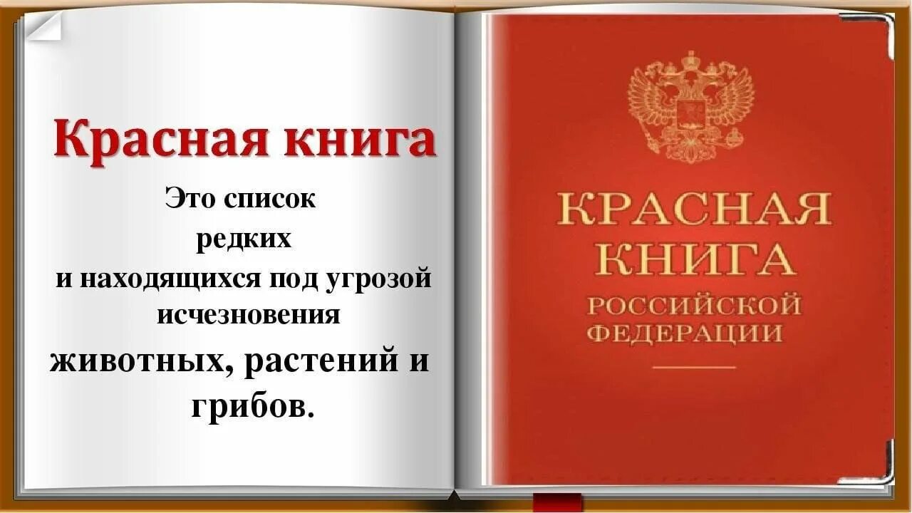 Красная книга список и фото Изучение красной книги 2024, Кукморский район - дата и место проведения, програм