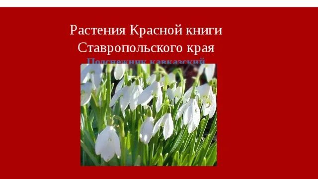 Красная книга ставропольского края фото Преезентация по окружающему миру на тему "Красная книга Ставропольского края"