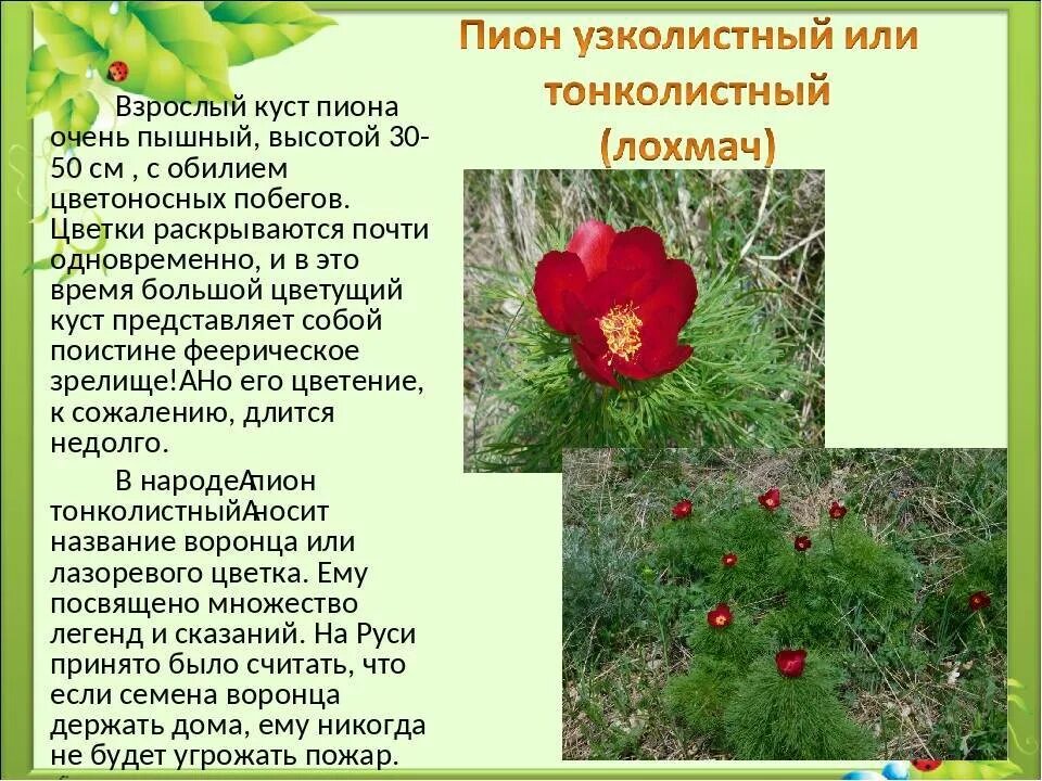Красная книга ставропольского края растения фото Картинки КРАСНОДАРСКИЕ РАСТЕНИЯ ЗАНЕСЕННЫЕ В КРАСНУЮ КНИГУ