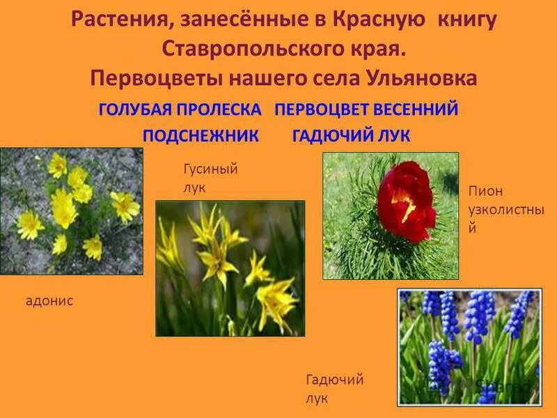 Красная книга ставропольского края растения фото Красная книга ставропольского края растения фото и описание фото - DgPhoto.ru