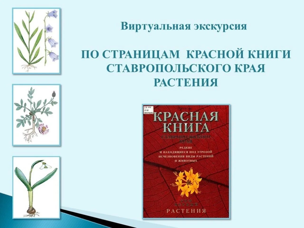 Красная книга ставропольского края растения фото Путешествие по страницам Красной книги! с картинками