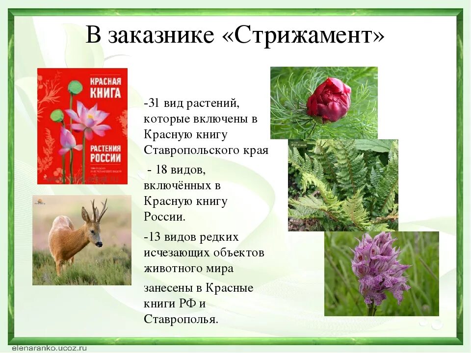 Красная книга ставропольского края растения фото Картинки СТАВРОПОЛЬСКИЕ ЖИВОТНЫЕ ЗАНЕСЕННЫЕ В КРАСНУЮ КНИГУ