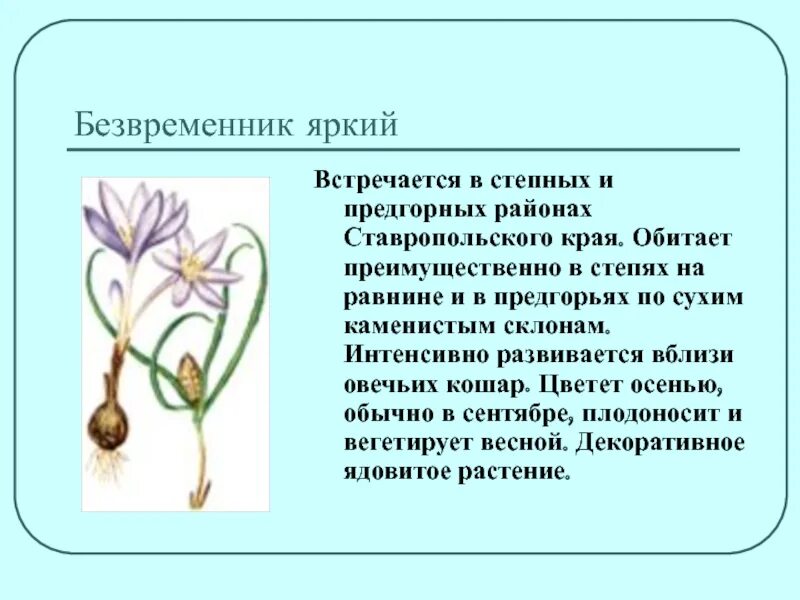 Красная книга ставропольского края растения фото Картинки КРАСНАЯ КНИГА СТАВРОПОЛЬСКОГО КРАЯ РАСТЕНИЯ