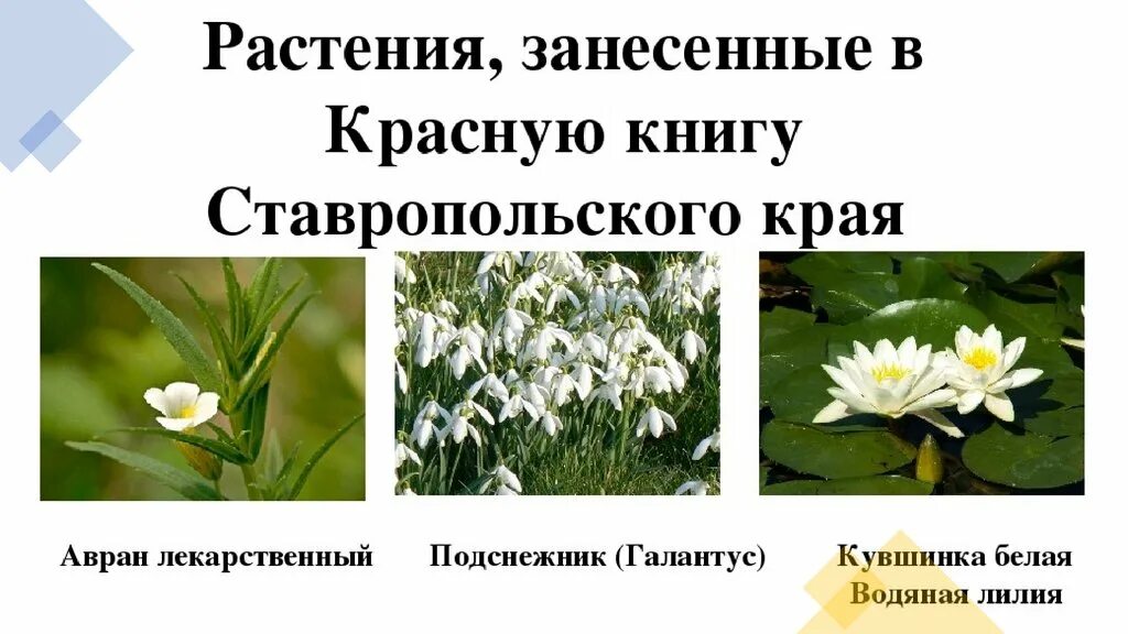 Красная книга ставропольского края растения фото Картинки СТАВРОПОЛЬСКИЕ ЖИВОТНЫЕ ЗАНЕСЕННЫЕ В КРАСНУЮ КНИГУ