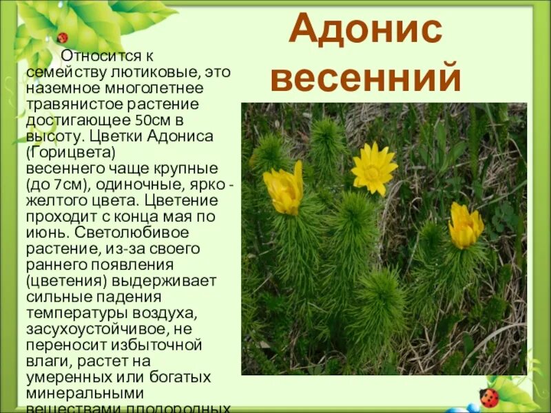 Красная книга ставропольского края растения фото Растение краснодарского края сообщение: найдено 88 изображений