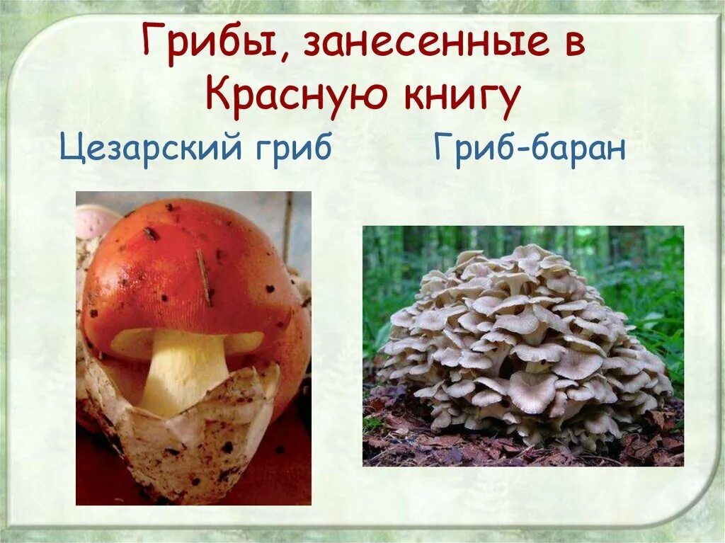 Красная книга татарстана грибы фото и описание "Пнул поганку - статья" Изменения в Уголовном кодексе России (мир флоры взяли по