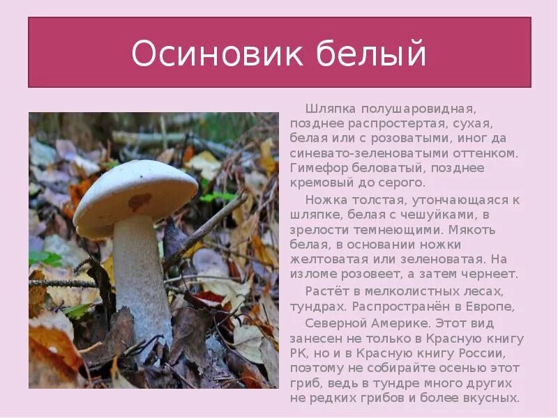 Красная книга татарстана грибы фото и описание Что такое Красная книга?