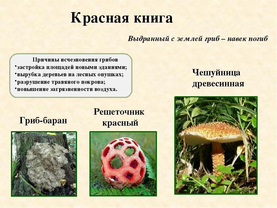 Красная книга татарстана грибы фото и описание Какие грибы внесены в красную книгу