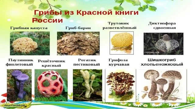 Красная книга татарстана грибы фото и описание Презентацию на тему "Царство грибов" - окружающий мир, уроки