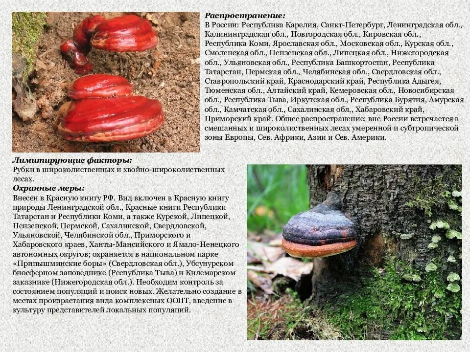 Красная книга татарстана грибы фото и описание Грибы из красной книги фото - ViktoriaFoto.ru