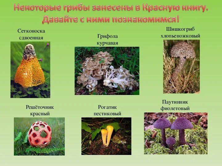 Красная книга татарстана грибы фото и описание Презентация " В царстве грибов"