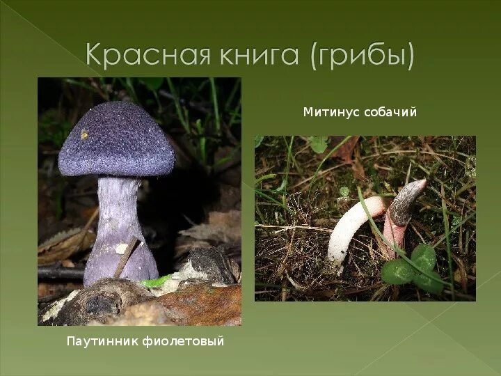 Красная книга татарстана грибы фото и описание Грибы из красной книги татарстана описание - CollectPhoto.ru