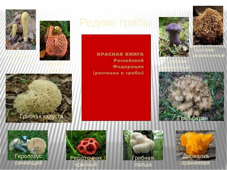 Красная книга татарстана грибы фото и описание От 4до9лет лишения свободы. Amurskij strannik Дзен