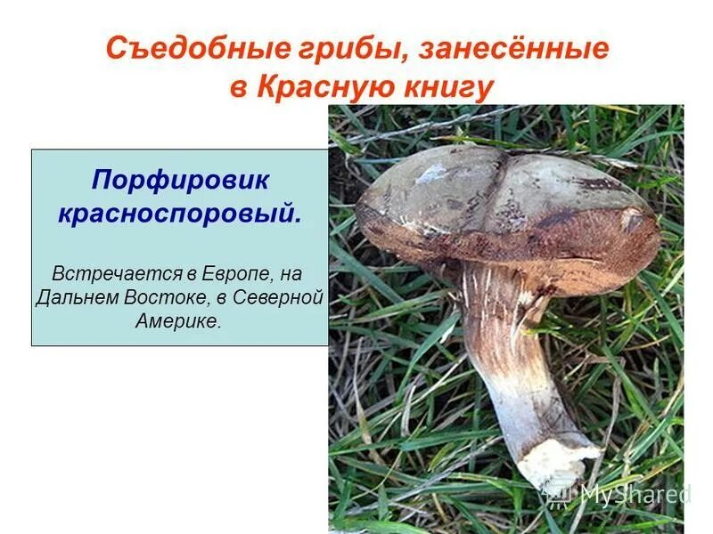 Красная книга татарстана грибы фото и описание Список грибов занесенных в красную книгу амурской области фото - PwCalc.ru