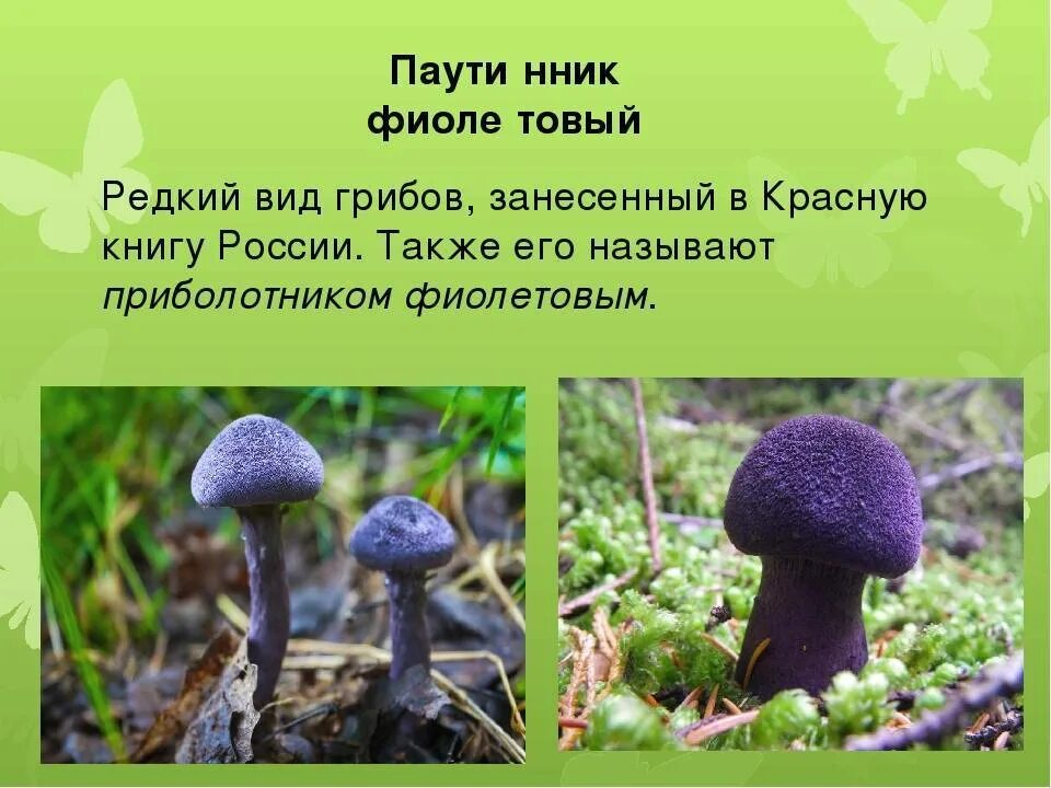 Красная книга татарстана грибы фото и описание Мухомор Виттадини - описание, где растет, похожие виды, фото ы лесу