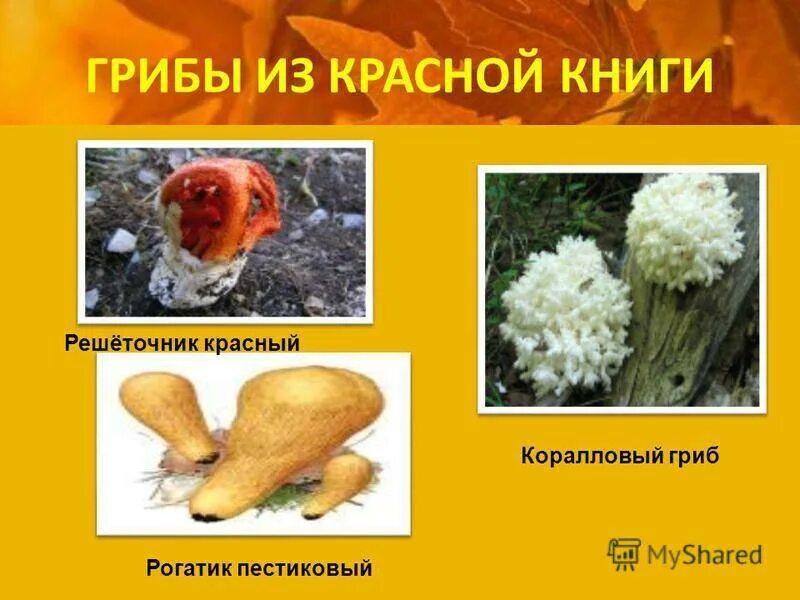Красная книга татарстана грибы фото и описание Грибы из красной книги татарстана описание - CollectPhoto.ru
