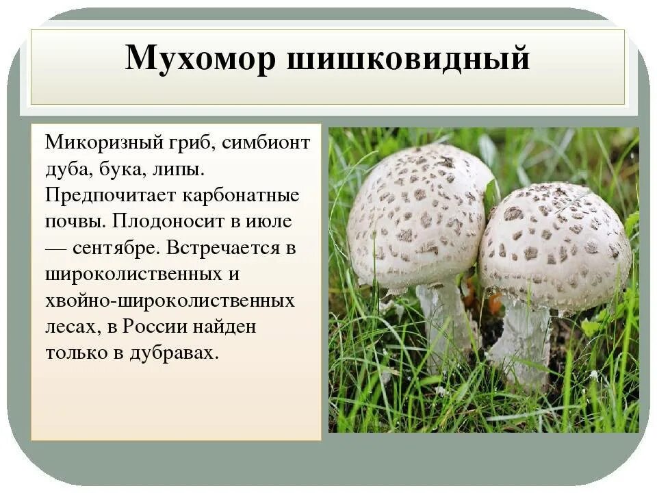 Красная книга татарстана грибы фото и описание Мухомор шишковидный или шишкообразный (Amanita strobiliformis): фото и описание 