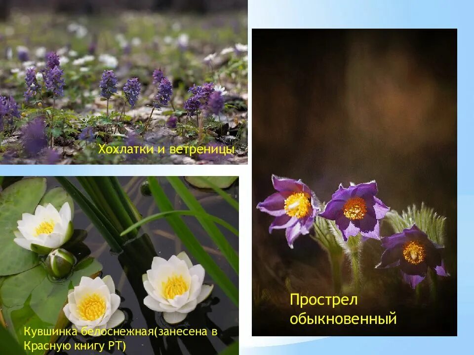 Красная книга татарстана растения фото Красная книга татарстана животные и растения: найдено 89 картинок