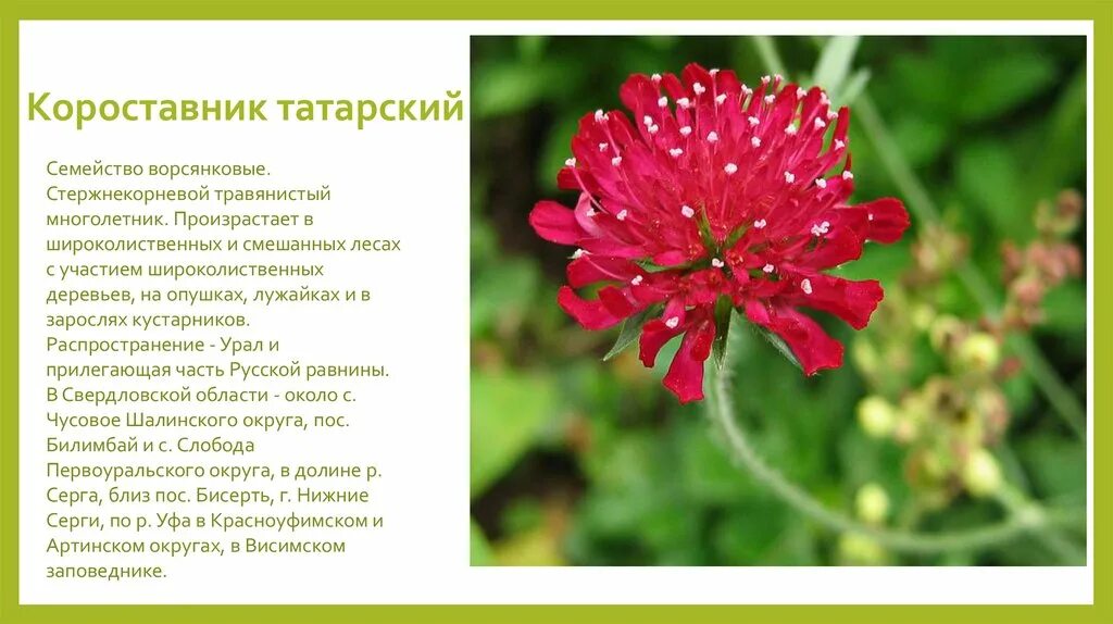 Красная книга татарстана растения фото Проект красная книга республики татарстан - 94 фото