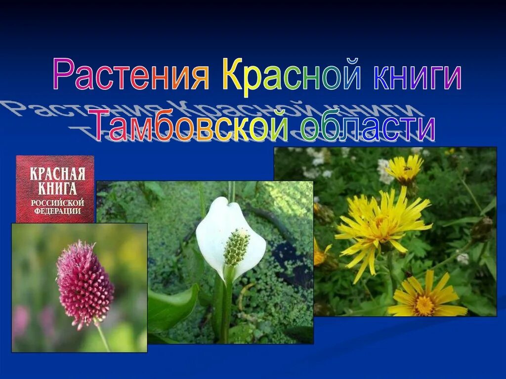 Красная книга татарстана растения фото Растения татарстана книга: найдено 89 изображений