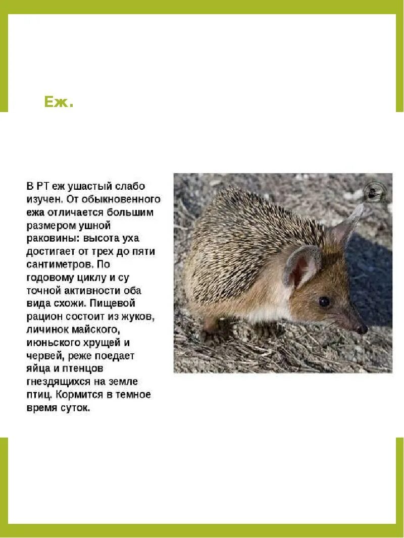 Красная книга татарстана животные фото и описание Картинки ЖИВОТНЫЕ ВНЕСЕННЫЕ В КРАСНУЮ КНИГУ ТАТАРСТАНА
