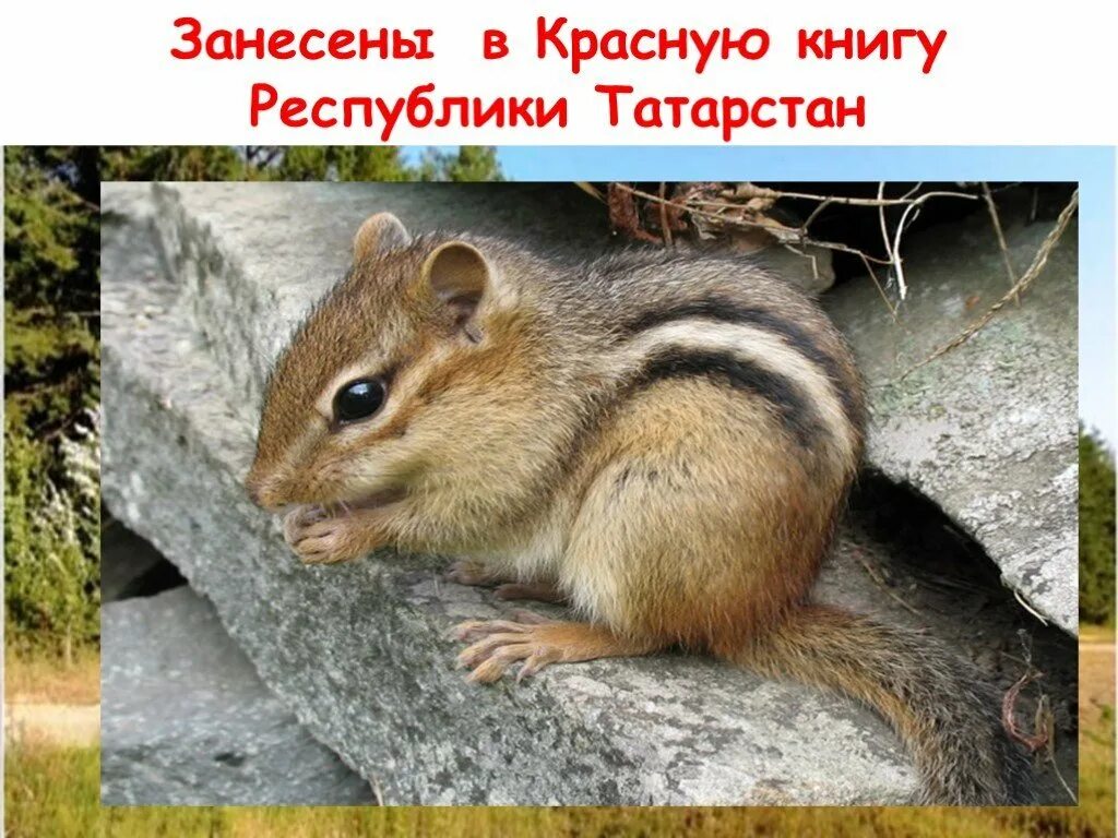 Красная книга татарстана животные фото и описание Картинки ЖИВОТНЫЕ КРАСНОЙ КНИГИ ТАТАРСТАНА