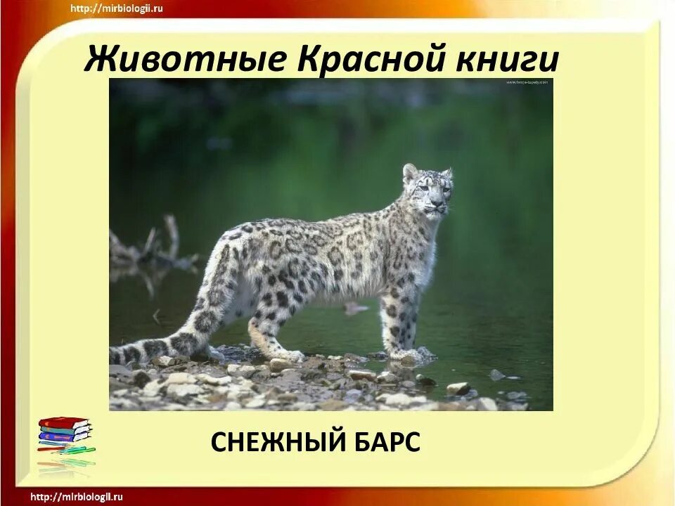 Красная книга татарстана животные фото и описание Картинки ПРЕЗЕНТАЦИЯ СНЕЖНЫЙ БАРС КРАСНАЯ КНИГА
