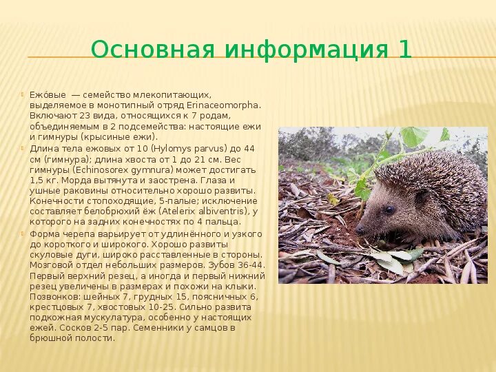 Красная книга татарстана животные фото и описание Животные Красной книги Татарстана - презентация
