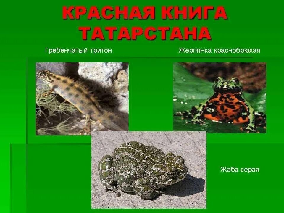 Красная книга татарстана животные фото и описание Беседа с детьми "Красная книга Татарстана" 2023, Дрожжановский район - дата и ме