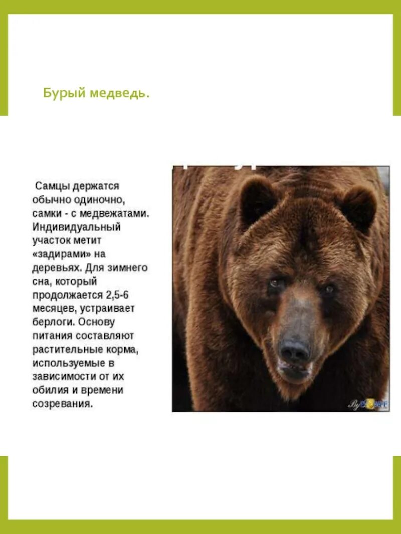 Красная книга татарстана животные фото и описание Картинки ЖИВОТНЫЕ ВНЕСЕННЫЕ В КРАСНУЮ КНИГУ ТАТАРСТАНА