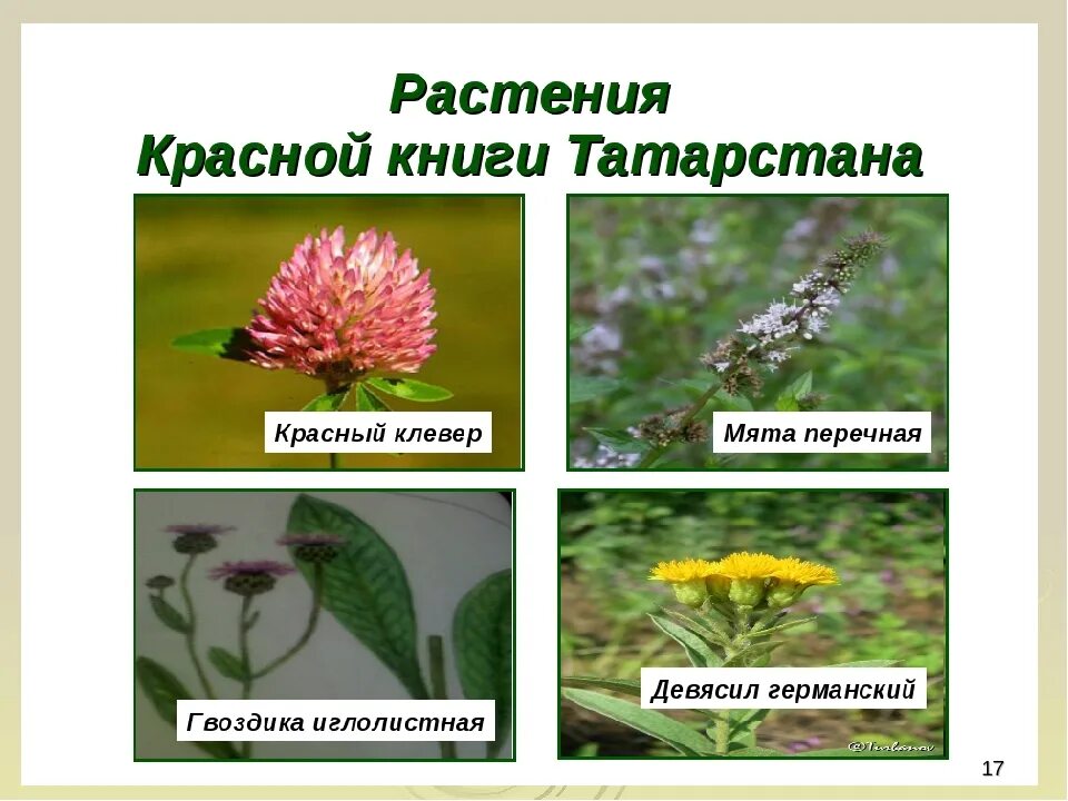 Красная книга татарстана животные фото и описание Какие растения татарстана занесены в красную книгу: найдено 77 изображений
