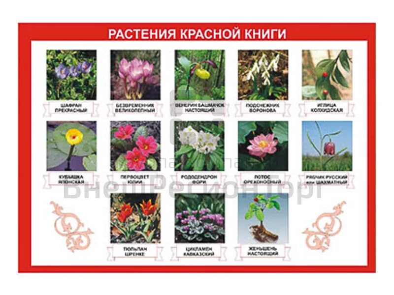 Красная книга цветы фото названия Таблица Растения Красной книги 70х100 купить по цене 1 152 р. Оснащение школ Вне