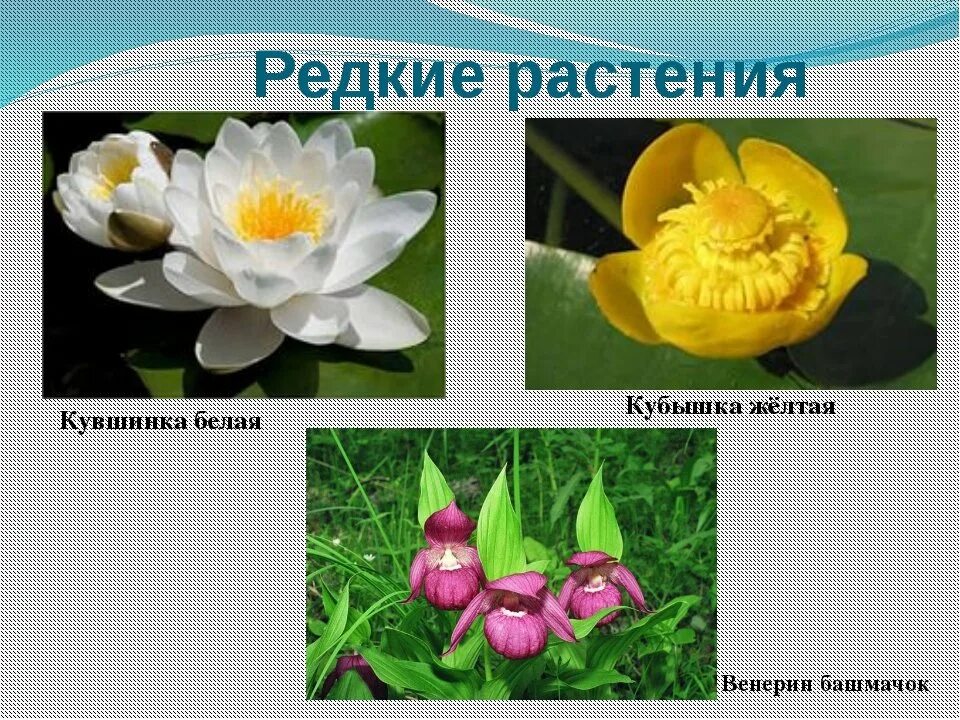 Красная книга цветы фото названия Картинки ПЕРЕЧИСЛИТЬ РАСТЕНИЯ КРАСНОЙ КНИГИ