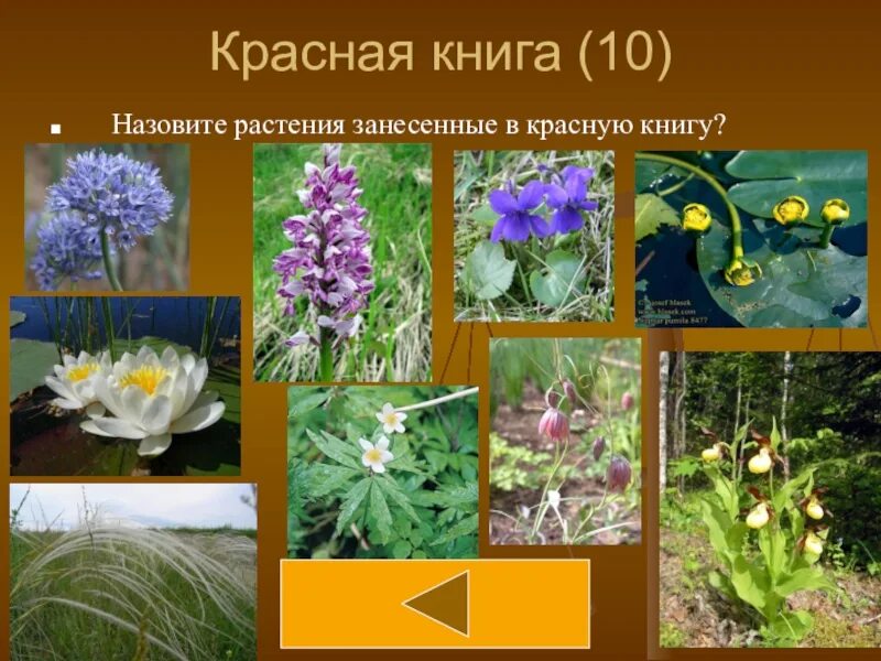 Красная книга цветы фото названия Картинки ФОТО РАСТЕНИЙ ИЗ КРАСНОЙ КНИГИ