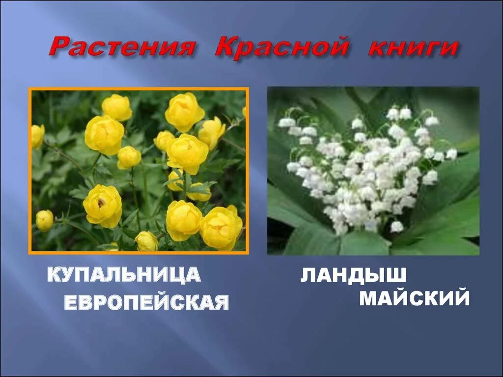 Красная книга цветы фото названия Фото цветов из красной книги: найдено 86 картинок