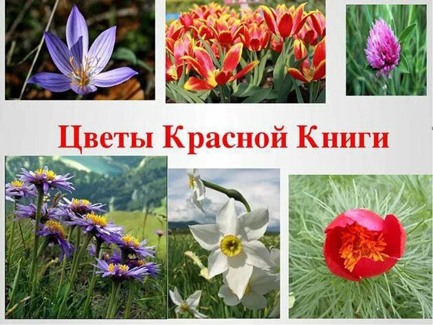 Красная книга цветы фото названия Цветы из Красной Книги Растения, Цветы, Цветок