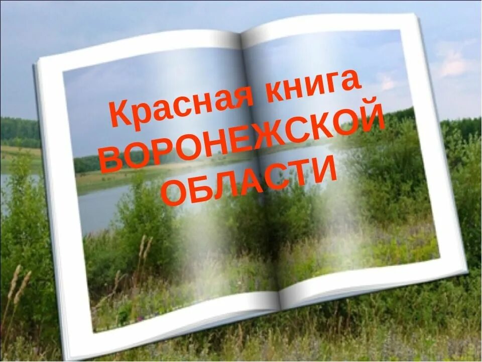 Красная книга воронежской области фото Эколого-краеведческий час "Красная книга нашего края" 2019, Острогожский район -