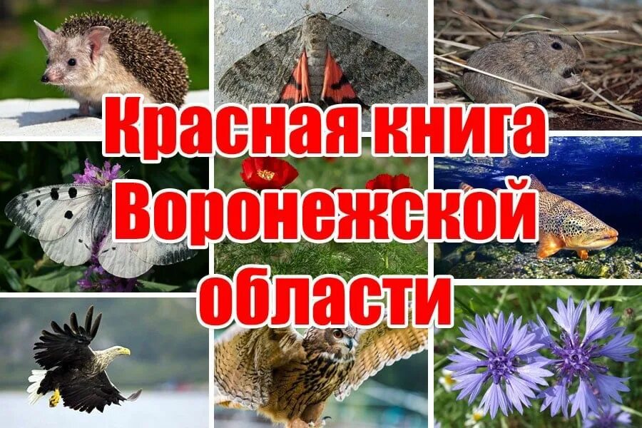 Красная книга воронежской области фото На Красной странице звери и птицы" 2021, Таловский район - дата и место проведен