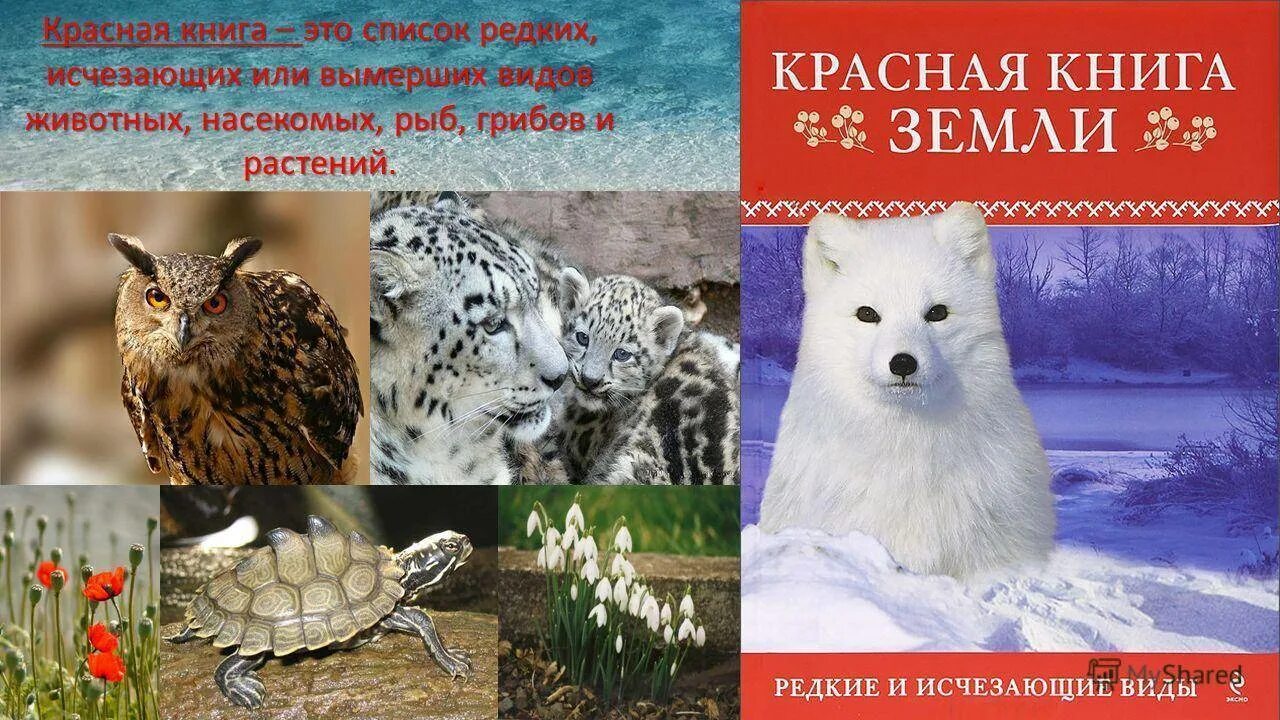 Красная книга животные и растения фото Поиск редких грибов
